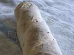 baguette with poolish 2  2