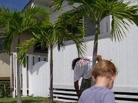 imgp1246  Transplanting some palms to the front of our house from a neighbor who didn't want them anymore.