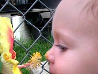 2007-03-22FlowerSniffing (14)  Sammy was sniffing the hibiscus with Gramma...