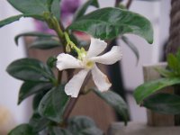 IMGP1735  My jasmine is blooming!