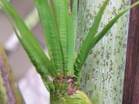 IMGP1737  Baby palm tree. Looks like a Trojan soldier, eh? Strange how little plants look before they start growing up. Rather like a fetus.