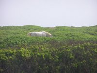 P4190042  This horse missed his buddy and was galloping around the field watching his friend walk down the beach. Very cool seeing a white horse among a sea of green.