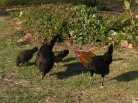 P4200097  Mom's chicken friends!