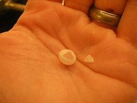 IMGP2030  The little gecko egg that hatched! She is somewhere in our house now, eating bugs :)