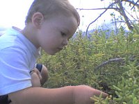 ATT01767  Stopping to check out some little groundcover plants. He chose the same ones from the nursery for his garden after recognizing them from this trail run.