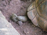 IMGP2952  Wow! Have you honestly ever seen a tortoise dropping?! Or even wondered? Quite large...indicative of their high-fiber diet.