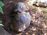 IMGP2953  Galapagos tortoises.