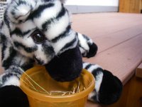 IMGP2976  Sammy picked some grass for baby zebra.