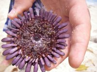 IMGP3022  Cool urchins found at Laniakea beach while we were on turtle guarding duty :)