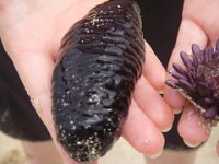 IMGP3031  Sea cucumber, which I did actually  bring myself to hold. Sammy liked how slippery and soft it was.