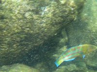 christmas wrasse  Christmas wrasse. Love the colors!