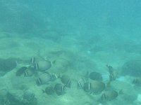 feeding frenzy  A whole bunch of surgeonfish feeding on the reef.