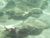 manybar goatfish  This is a goatfish.