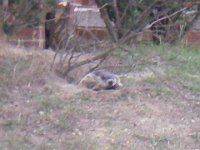 IMGP4568  I really really enjoy the groundhogs. They are FAST though. I tried to chase one down for Sammy but he got into his hole too quick! This is as close as I've gotten - with full zoom! How can a chubby ground hog move that fast? They are all over Ft. Dix. Too much fun!