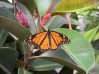 IMGP5157  And a butterfly house!