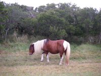 IMGP5335  We went to Assateague Island to see the wild ponies.