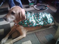 IMG00785  Caffrey in the Christmas cape :