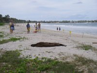 IMGP6213  Monk seal molting at Kailua Beach. These rare creatures are protected by federal and state laws. There are guardians keeping watch around the clock to prevent anyone from disturbing the seal.
