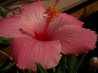 IMGP8983  Pink hibiscus in bloom by the deck.
