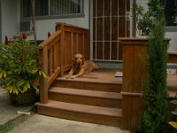 IMGP9052  Caff enjoying a clean, stained deck (not the Trex but the cedar).