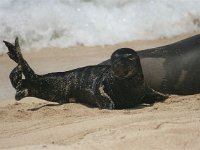 IMG 1563  Baby monk seal :)