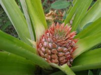 P2070002  Baby pineapple growing in our little front garden! We have waited and waited for this little guy. For like 2 1/2 years...