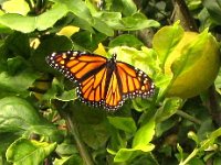 2009-03-12AnotherNewMonarch
