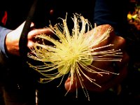 IMG 0911a
