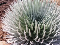 P6010116  Dave says this is silversword...(he didn't get to come, unfortunately - the usual deal - work and school!).