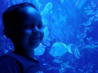 P6020183  He loved all the fish. It was so funny, though, there were little steps next to each exhibit so kids could step up to get a better look. Since it was dark, he fell back off every single one of them! He thought it was funny, so didn't try to avoid it. :)