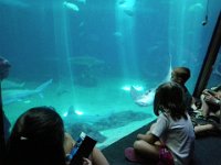 P6020204  Jordyn and Makena in foreground, studying the fish.