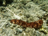 P6090010  A red sea cucumber - a variety I haven't seen before.