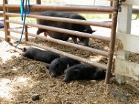 P6200004  Baby piggies!