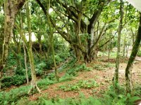 P6200008  One of the scenes where LOST was filmed. Something about someone dying here on the right hand side of this stream (kahawai in Hawaiian, in case you're learning words along with Sam and me).