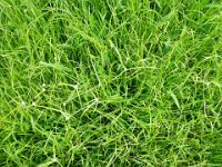 P8020030  Grass was neat.