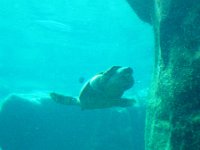 P8200001  Crazy turtle chasing a manta ray at Sea Life Park. They were both huge, but moved very quickly to play chase. Turtle kept swimming up to ray, swimming above, nosing him around. Fascinating to watch.