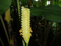 sept3  Anyone know what this is?