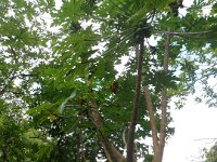 sept7  Old old papaya tree!