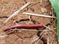 PC200016  Mr. Millipede caused a stir.