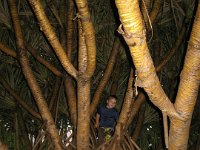 2010-01-01Kauai(9)GroveCafeWaimeaBrewCompany  Sam loved climbing this hala tree!