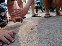 P1230083  Look at all the hands and feet, intent on those small creatures racing down the cement.