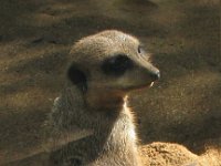 2010-01-18ZooDay (10)MeerCat  Meerkats are always a big hit :)