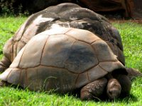 2010-01-18ZooDay (4)Tortoise  Tortoise snuggles...