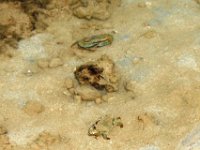 OLYMPUS DIGITAL CAMERA  There's a couple crabs, putting on a show!