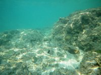IMGP0056  Exploring during a quick snorkel (it was a tiny bit chilly for me!)...but nice to see my underwater "friends"!
