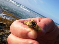 IMGP0112  Found a little hermit crab!