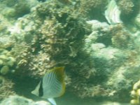 IMGP0256  Threadfin butterfly fish.