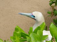 IMGP0439  A red-footed booby! Cool beak!
