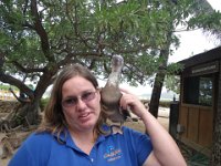 IMGP0442  There's Sandra, with Maka, a juvenile red-footed booby who is blind in one eye and has a hurt wing. He will live here for the rest of his days in safety and with a nice food supply. Sandra explained lots of interesting things to us, like why they shake their necks vigorously sometimes (to help digest their food - I think that's in lieu of teeth, helping to break the food apart and move it along the digestive tract).