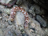 IMGP0502  This is a loli - light spotted sea cucumber - according to my new friend Ron Hirschi (author of Swimming with Humuhumu). He looked around at us and poked out his spiny things!